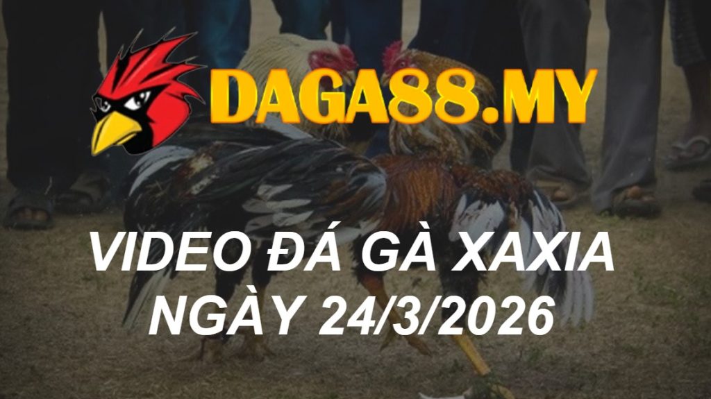 VIDEO GÀ XAXIA NGÀY 24/3/2026