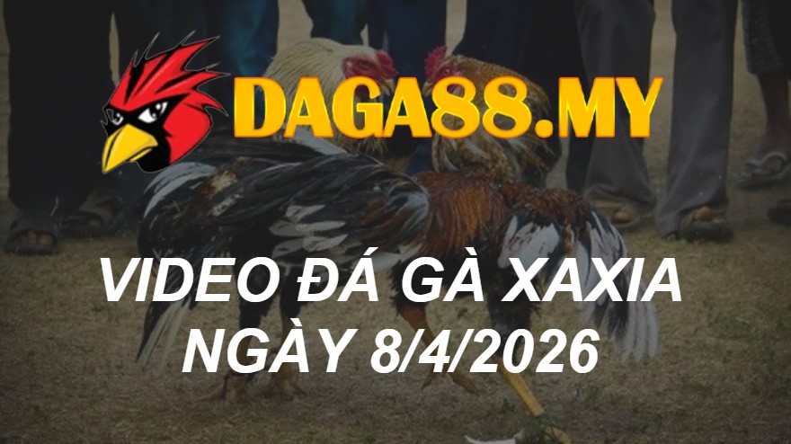 VIDEO GÀ XAXIA NGÀY 8/4/2026