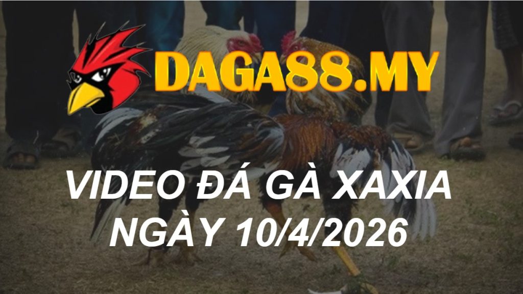 VIDEO GÀ XAXIA NGÀY 10/4/2026
